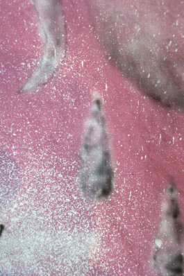 Zoom Drapeaux Errants 