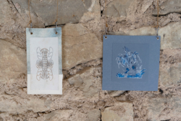 Structures Rhizomiques 